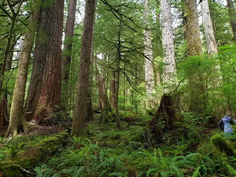 PNW forest