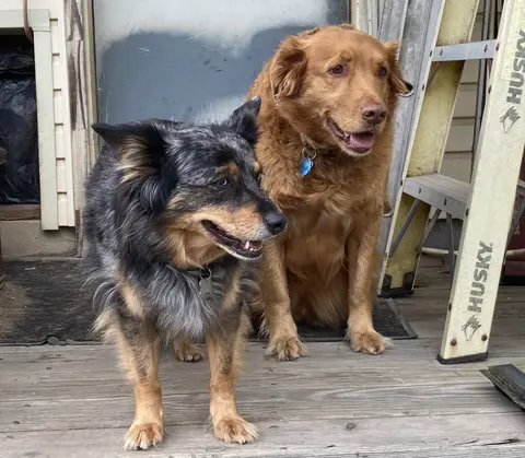 Australian cattle dog and golden retriever
