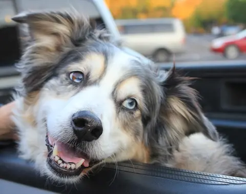 Australian shepherd