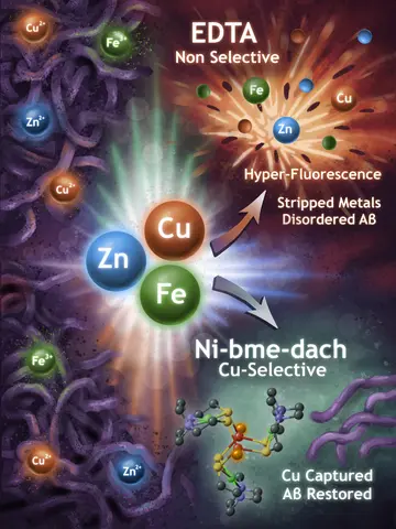 This graphic by Genevive Sheehan depicts three metals' propensity to promote protein clumping, and two chellators' ability to disrupt and/or reverse that clumping. The clumping of amyloid-beta proteins is a factor in Alzheimer's disease.