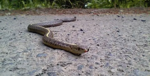 Northwestern garter snake