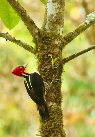 Pale-billed Woodpecker (Campephilus guatemalensis) in a forest fragment near Las Cruces Biological Station, Costa Rica (photo provided by Matt Betts, OSU College of Forestry)