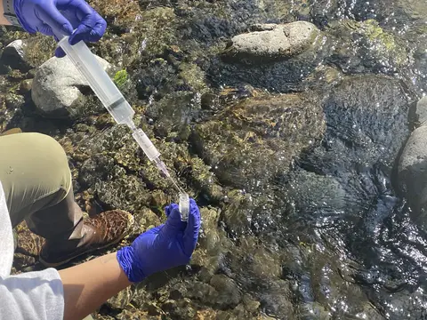 Collecting a water sample with a syringe on the Naches River