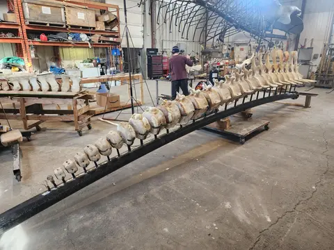 A man stand nears the spine of a blue whale skeleton as it the skeleton is prepared for display.