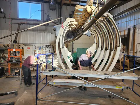A man stands in the center of the rib cage of a blue whale skeleton being prepared for display. 