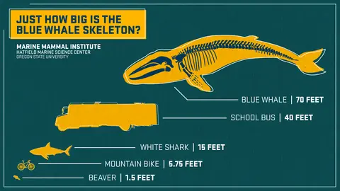 Images of a beaver, a bicycle, a white shark, a school bus and a blue whale lined up to show the variations in size, from 1.5 feet to 70 feet. 