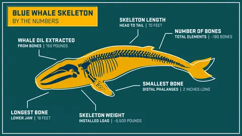Bright yellow whale outlined on a blue background, with lines to information about the whale. 