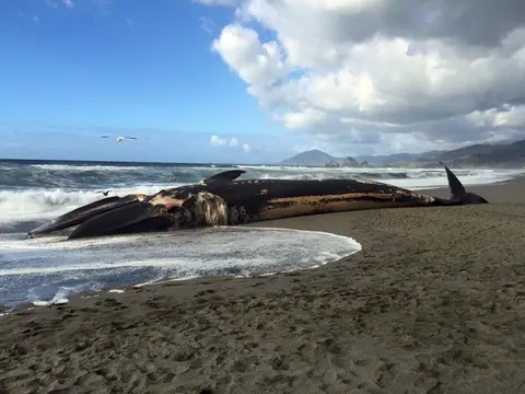 Dead blue whale lays in the surf on a sandy beach with blue sky and clouds. 