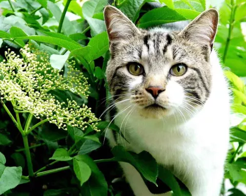 Even the cutest cats can cause dismay when they romp in the garden. Photo from Flickr by _chrisUK, CC BY-NC-ND 2.0.