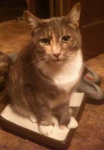 Crash the cat