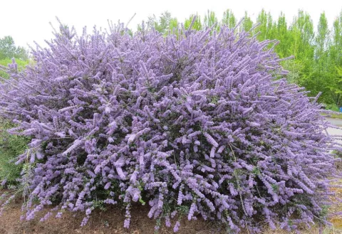  Violet-blue Ceanothus ‘Blue Jeans’ grows to about 8 feet tall and wide. Photo by Neil Bell.