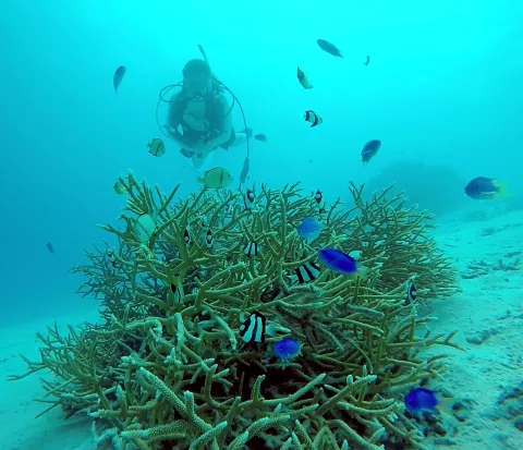 Coral