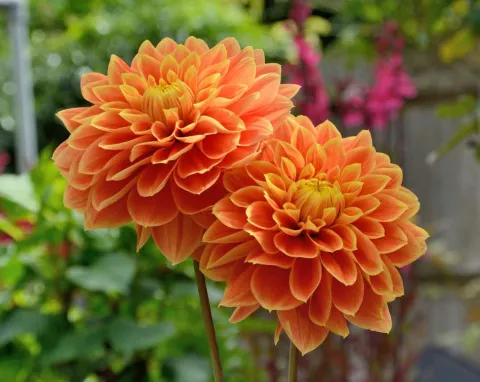Dahlias come in so many forms, it's hard to pick just one. Photo from Flickr by Mike Atkinson, CC BY-NC-ND 2.0.