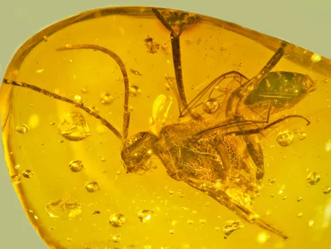 ensign wasp