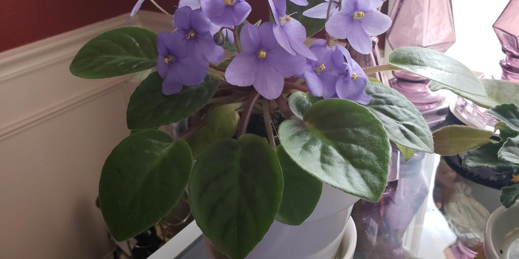 Colorful indoor plants make delightful gifts for the holidays