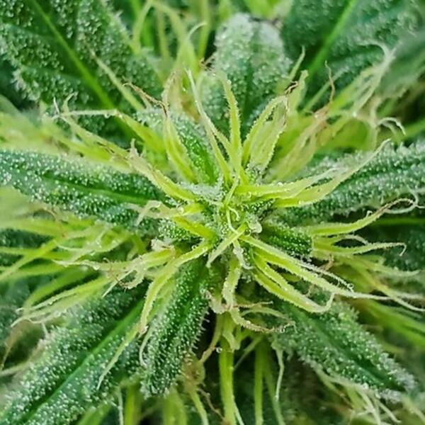 Cannabis sativa