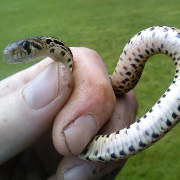 juvenile gopher snake