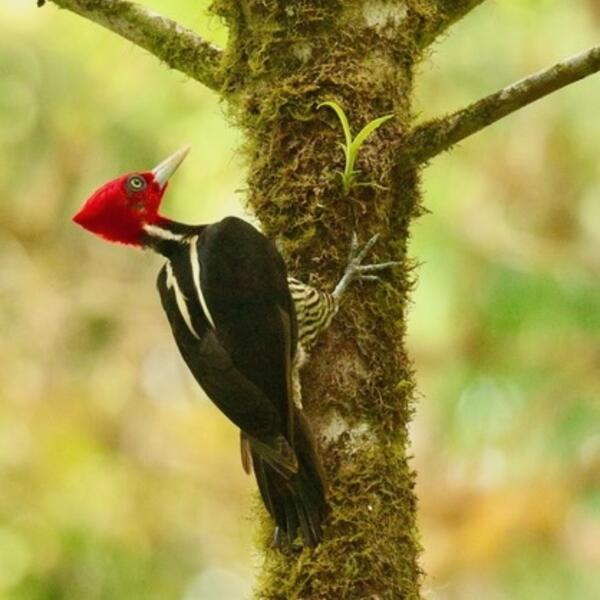 Pale-billed Woodpecker (Campephilus guatemalensis) in a forest fragment near Las Cruces Biological Station, Costa Rica (photo provided by Matt Betts, OSU College of Forestry)